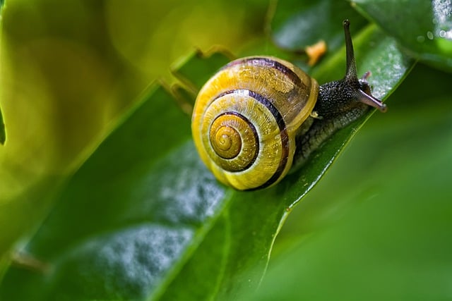 Free graphic snail leaves plants macro bokeh to be edited by GIMP free image editor by OffiDocs