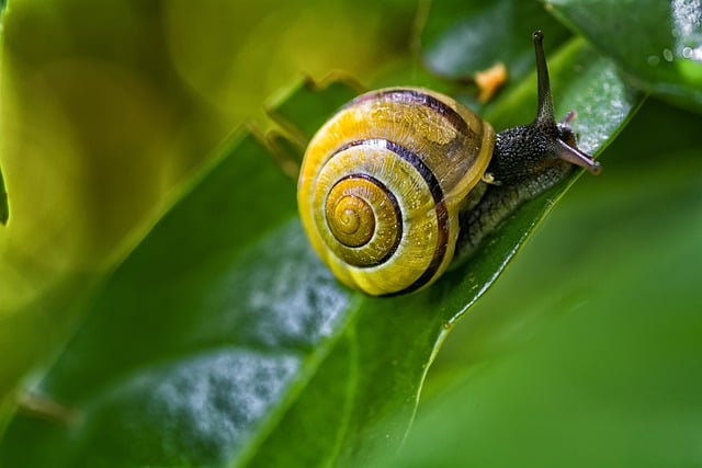 Free download snail leaves plants macro bokeh free picture to be edited with GIMP free online image editor