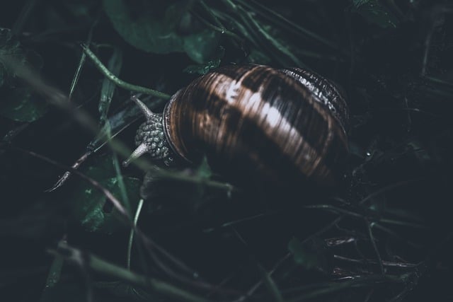 Free download snail mollusc garden grass free picture to be edited with GIMP free online image editor