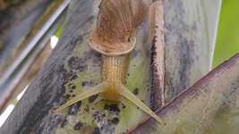 Free download Snail Molluscum Nature -  free video to be edited with OpenShot online video editor