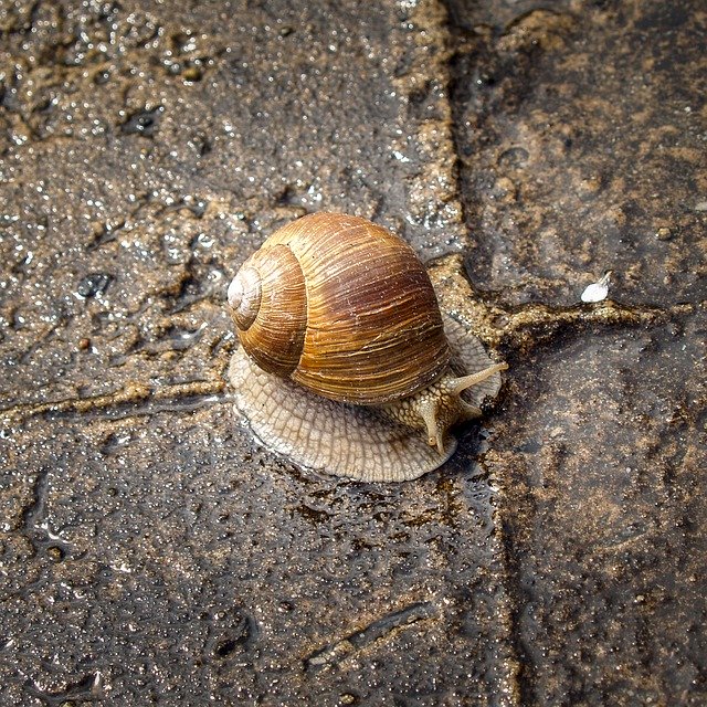 Téléchargement gratuit Snail Molluscum Shell - photo ou image gratuite à éditer avec l'éditeur d'images en ligne GIMP