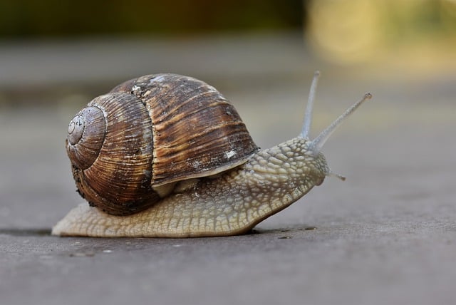Free download snail mollusk animal snail shell free picture to be edited with GIMP free online image editor