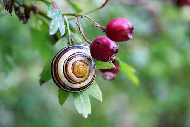 Download gratuito Snail Mollusk Shell - foto o immagine gratuita da modificare con l'editor di immagini online GIMP