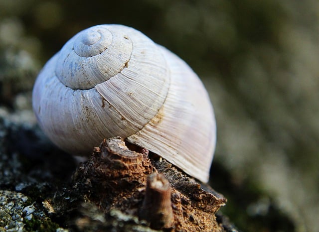Free download snail mollusk shell species free picture to be edited with GIMP free online image editor