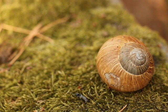 Unduh gratis Snail Moss Nature - foto atau gambar gratis untuk diedit dengan editor gambar online GIMP