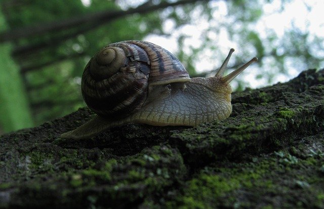 Free download Snail Nature Animals -  free photo or picture to be edited with GIMP online image editor