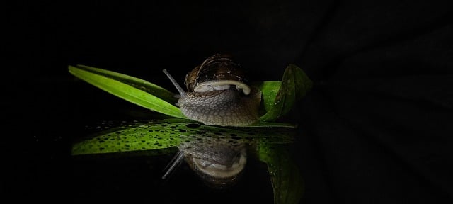 Free download snail nature dark reflection black free picture to be edited with GIMP free online image editor