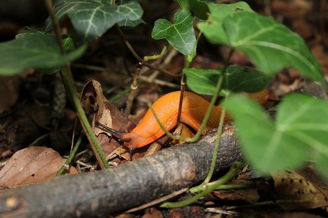 Descarga gratuita Snail Nature Forest: foto o imagen gratuita para editar con el editor de imágenes en línea GIMP