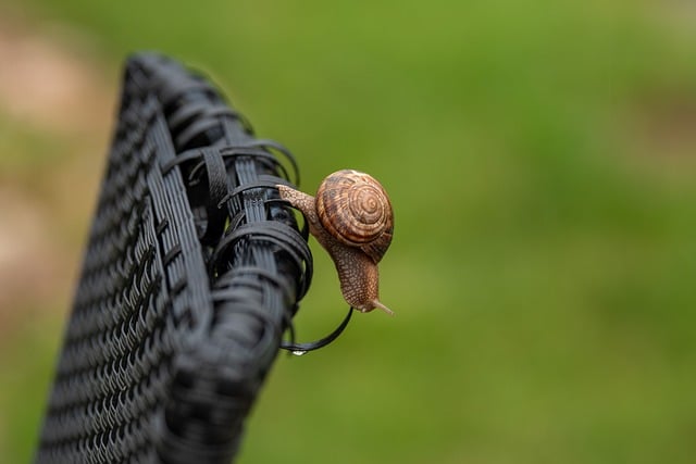 Free download snail nature shell table free picture to be edited with GIMP free online image editor