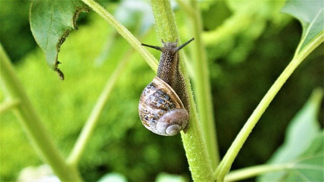 Unduh gratis Snail Nature Slow - foto atau gambar gratis untuk diedit dengan editor gambar online GIMP