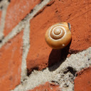 Snail on red wall  screen for extension Chrome web store in OffiDocs Chromium