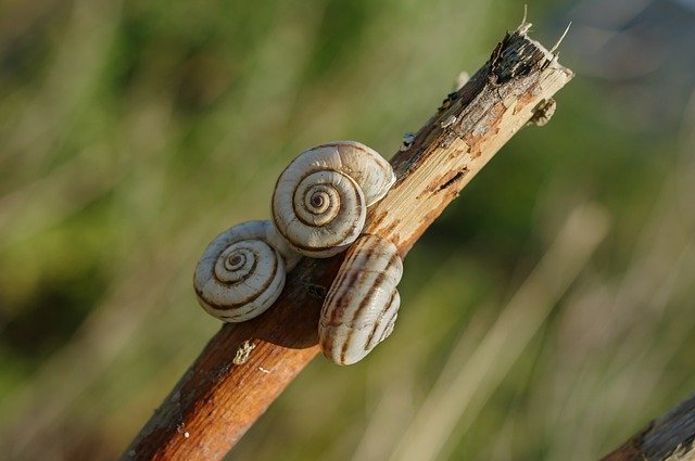 Free download Snail Pentax -  free photo or picture to be edited with GIMP online image editor
