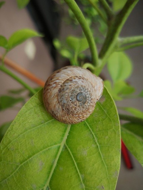 Free download Snail Plant Green -  free photo or picture to be edited with GIMP online image editor