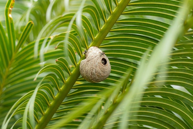 Free download snail plants leaves foliage nature free picture to be edited with GIMP free online image editor