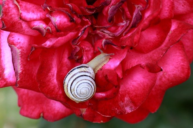 Free download Snail Rose Red -  free photo or picture to be edited with GIMP online image editor