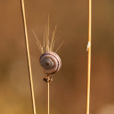 Snails and dry grass  screen for extension Chrome web store in OffiDocs Chromium
