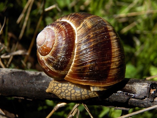 Free download Snails Animals -  free photo or picture to be edited with GIMP online image editor