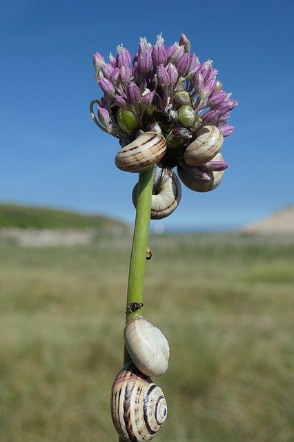 Gratis download Snails Coastal Flower - gratis foto of afbeelding om te bewerken met GIMP online afbeeldingseditor
