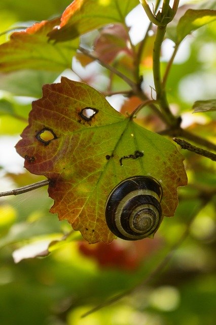 Baixe grátis Snail Sheet Slimy - foto ou imagem gratuita para ser editada com o editor de imagens online GIMP