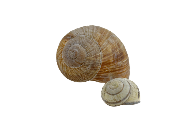 Téléchargement gratuit Snail Shell - photo ou image gratuite à éditer avec l'éditeur d'images en ligne GIMP
