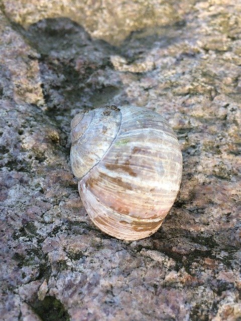 Free picture Snail Shell Camouflage -  to be edited by GIMP free image editor by OffiDocs