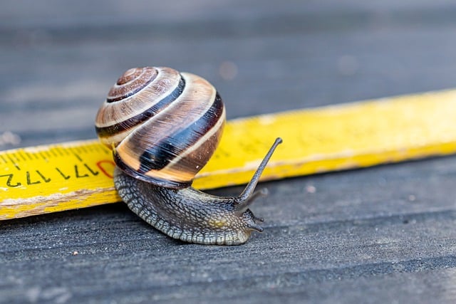Free download snail shell close up mollusk slow free picture to be edited with GIMP free online image editor