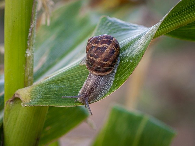 Free download Snail Shell Corn Plant -  free photo or picture to be edited with GIMP online image editor