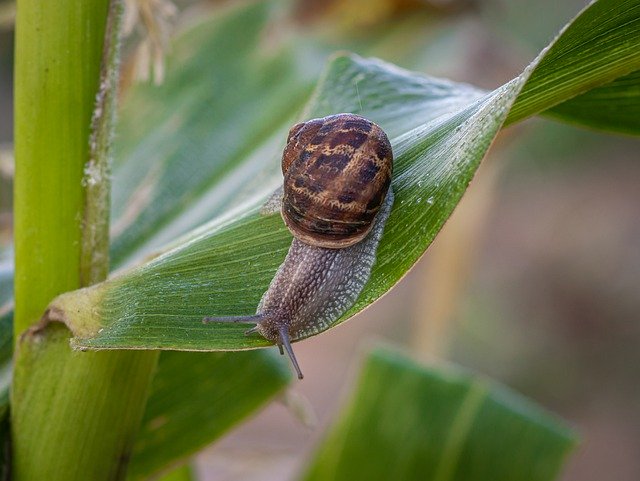 無料ダウンロードSnailShellCornPlant-GIMPオンライン画像エディタで編集できる無料の写真または画像