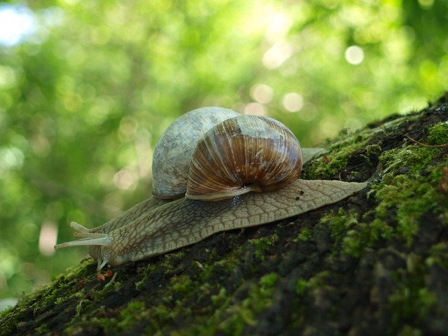 Free picture Snail Shell Crawl -  to be edited by GIMP free image editor by OffiDocs