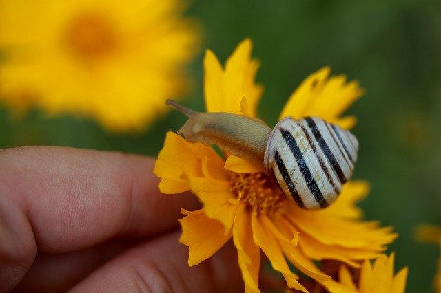 Free download Snail Shell Flower -  free photo or picture to be edited with GIMP online image editor