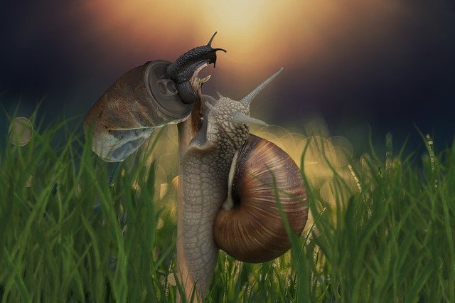 Téléchargement gratuit de Snail Shell Garbage - photo ou image gratuite à modifier avec l'éditeur d'images en ligne GIMP