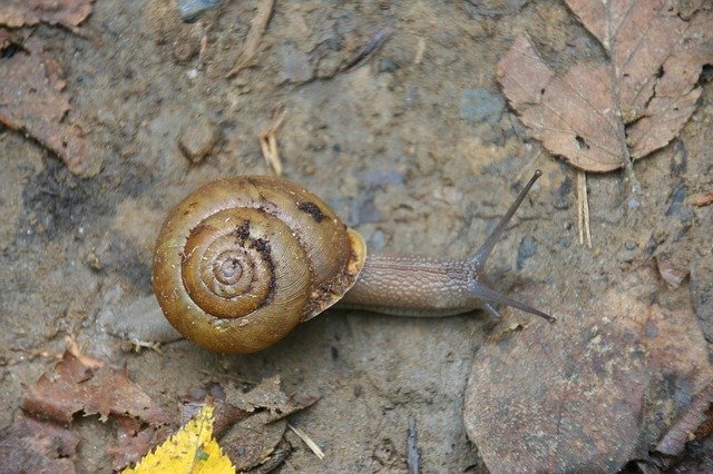Free download Snail Shell Gastropod Land -  free photo or picture to be edited with GIMP online image editor