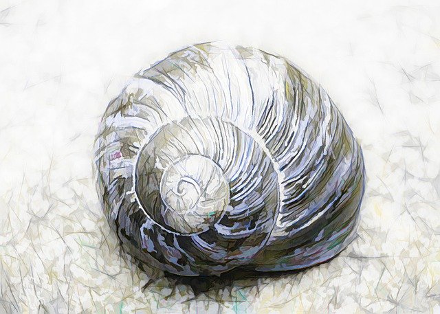 Free download Snail Shell Mollusk -  free photo or picture to be edited with GIMP online image editor