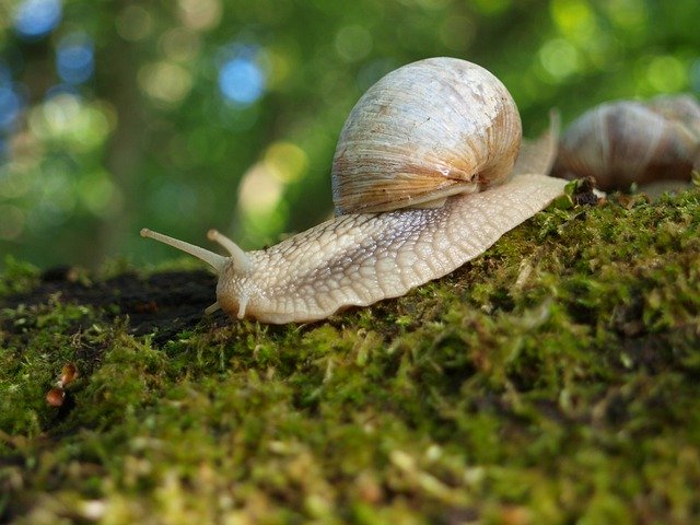Free picture Snail Shell Nature -  to be edited by GIMP free image editor by OffiDocs