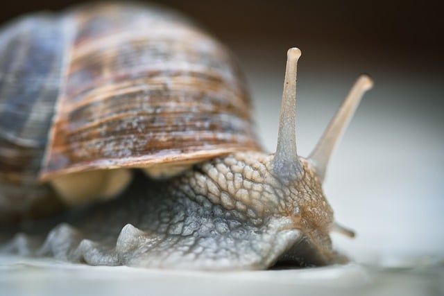 Free download snail shell nature mollusc free picture to be edited with GIMP free online image editor