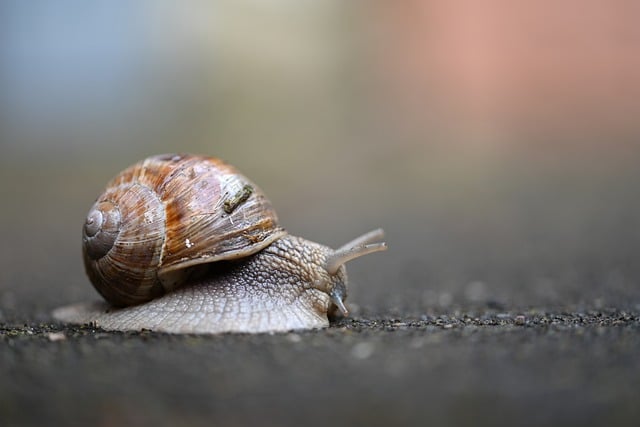 Free download snail shell nature mollusc animal free picture to be edited with GIMP free online image editor