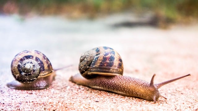 Free download snail shell path animals rain wet free picture to be edited with GIMP free online image editor