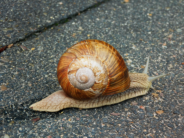 Free download Snail Shell Reptile -  free illustration to be edited with GIMP free online image editor