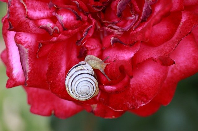 Free download Snail Shell Rose -  free photo or picture to be edited with GIMP online image editor