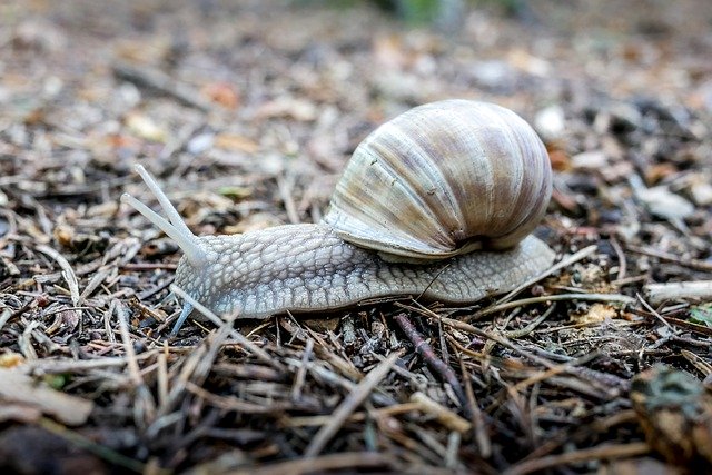 Unduh gratis Snail Shell Seashell - foto atau gambar gratis untuk diedit dengan editor gambar online GIMP