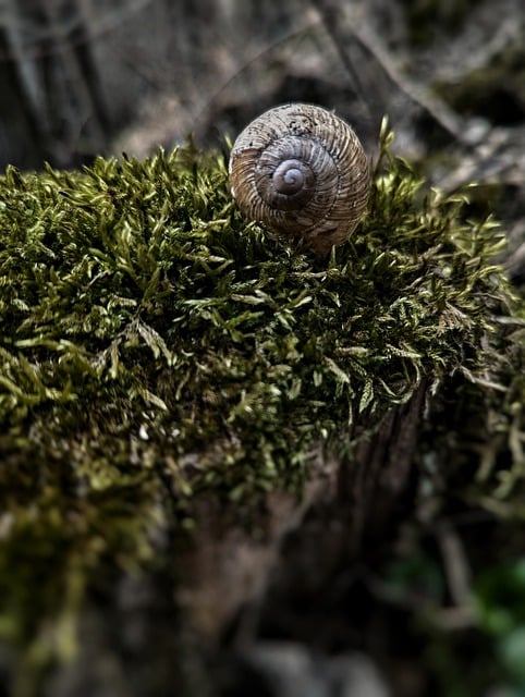 Free download snail shell trees moss forest free picture to be edited with GIMP free online image editor
