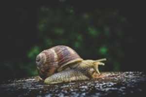 Free download Snails free photo or picture to be edited with GIMP online image editor