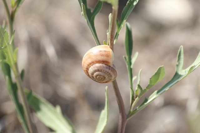 Téléchargement gratuit Snail Sink Branch - photo ou image gratuite à éditer avec l'éditeur d'images en ligne GIMP