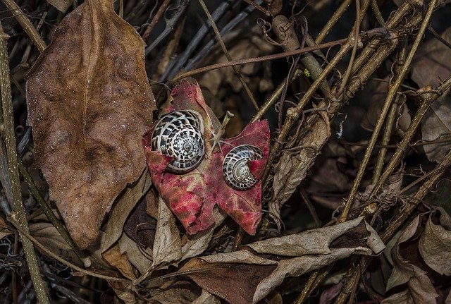 Scarica gratuitamente Snails Leaves Nature: foto o immagine gratuita da modificare con l'editor di immagini online GIMP