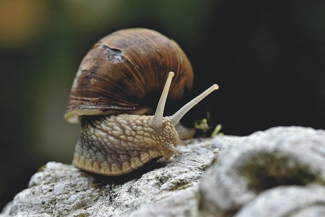 Free download snail sleeve mollusc shell animal free picture to be edited with GIMP free online image editor