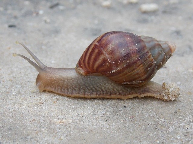 Muat turun percuma Snail Slow - foto atau gambar percuma untuk diedit dengan editor imej dalam talian GIMP