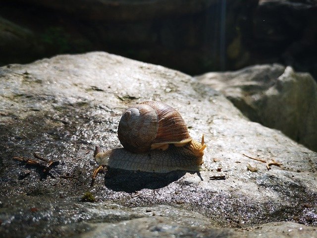 Muat turun percuma Snail Slowly Stone - foto atau gambar percuma untuk diedit dengan editor imej dalam talian GIMP
