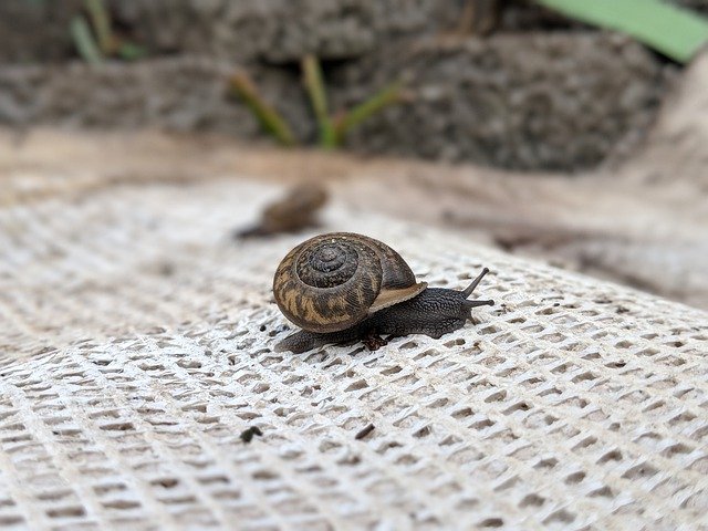 Free download Snail Slow Nature -  free photo or picture to be edited with GIMP online image editor