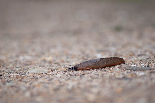 Free download snail slug mollusc gravel stones free picture to be edited with GIMP free online image editor