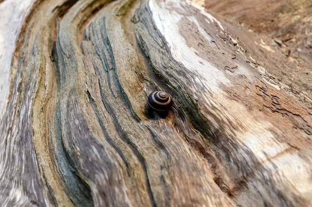 Free picture Snail Slug Tree -  to be edited by GIMP free image editor by OffiDocs